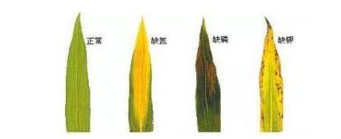 长城共享丨粮食高质的金钥匙——四川省鑫铃肥有限公司