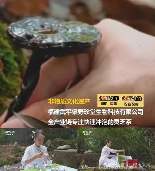 弘扬非遗传承，铸就灵芝传奇 ——退伍军人林文辉的匠心之路