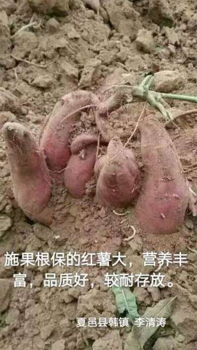 实战农业科学家——刘福信