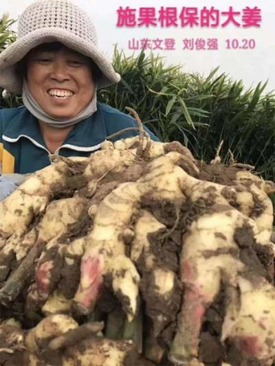 实战农业科学家——刘福信