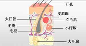 中国当代名医——汪学军